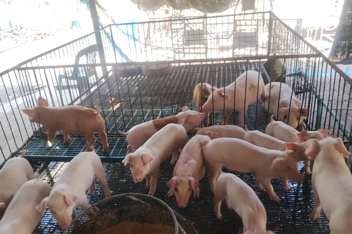 ดำเนินการตรวจเยี่ยม ติดตาม ผลการดำเนินงาน กิจกรรมเครือข่ายสัตว์พันธุ์ดีกรมปศุสัตว์ รอบที่1/2569 ของวิเชียรรัตน์ฟาร์ม