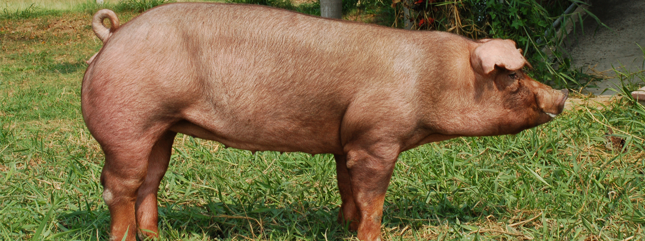 สุกรพันธุ์ดูร็อค สายพันธุ์กรมปศุสัตว์ Duroc DLD Pig สุกรพันธุ์ดูร็อค สายพันธุ์กรมปศุสัตว์ Duroc DLD Pig