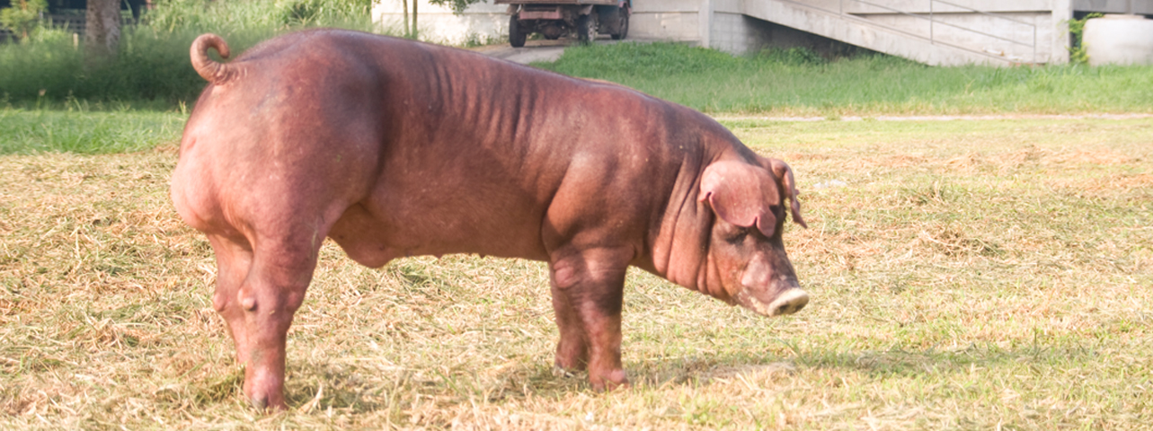 สุกรพันธุ์ดูร็อค สายพันธุ์กรมปศุสัตว์ Duroc DLD Pig สุกรพันธุ์ดูร็อค สายพันธุ์กรมปศุสัตว์ Duroc DLD Pig