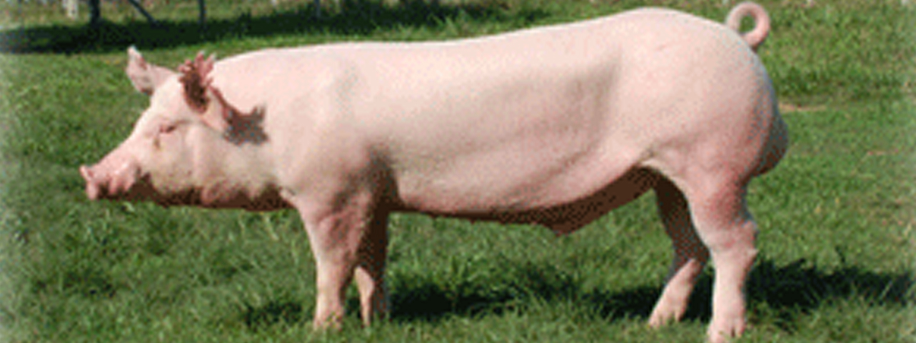 สุกรพันธุ์ลาจน์ไวท์ สายพันธุ์ไอร์แลนด์ LargeWhite Ireland Pig