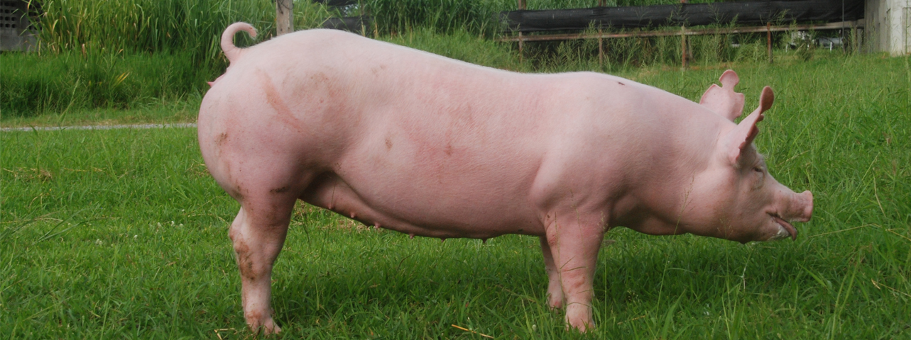สุกรพันธุ์ปากช่อง3 Pakchong3 Pig