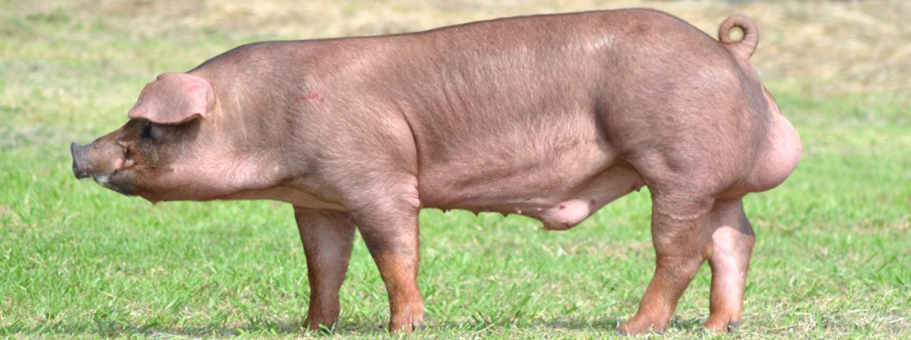 สุกรพันธุ์ปากช่องห้า Pakchong5 Pig