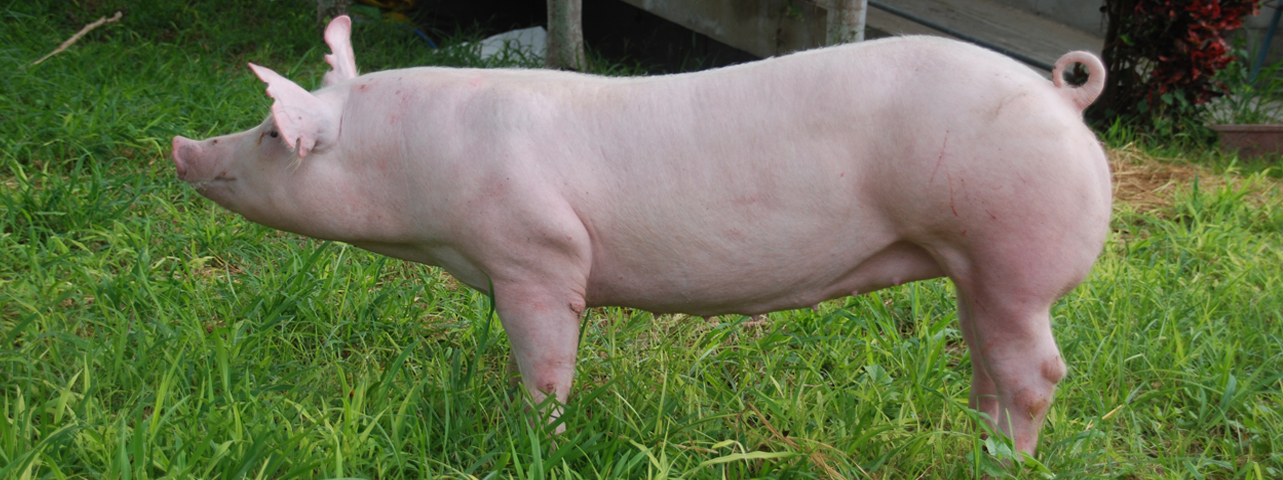 สุกรพันธุ์ปากช่อง3 Pakchong3 Pig