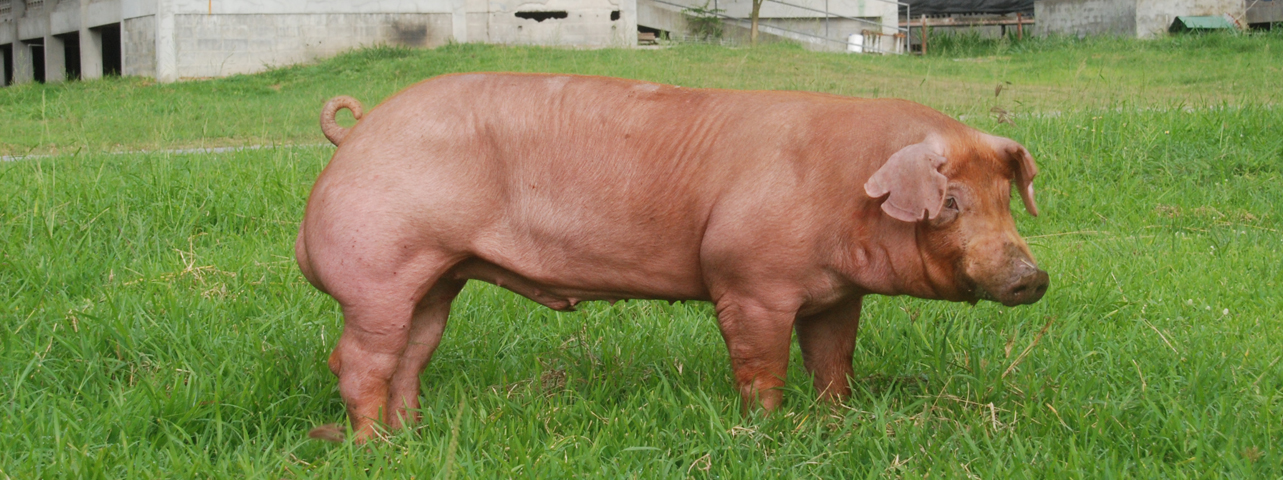 สุกรพันธุ์ปากช่องห้า Pakchong5 Pig